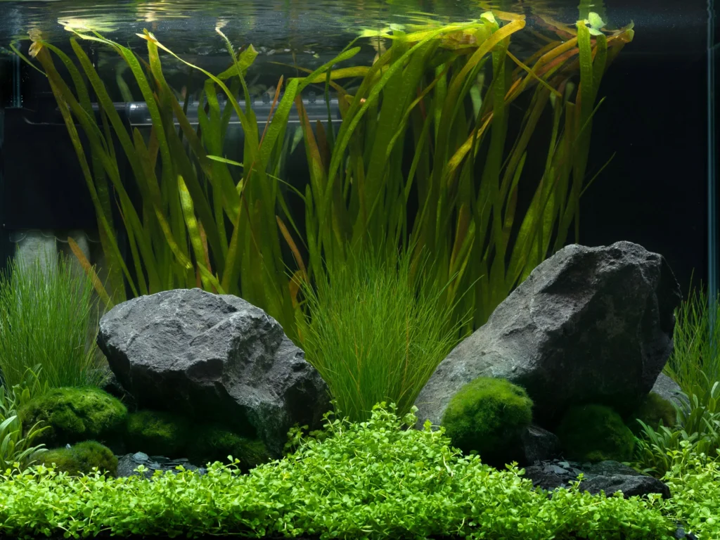 plantes aquarium