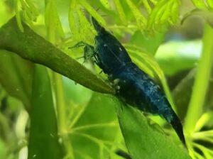 neocaridina bleu