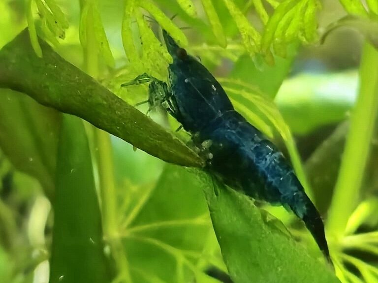 neocaridina bleu