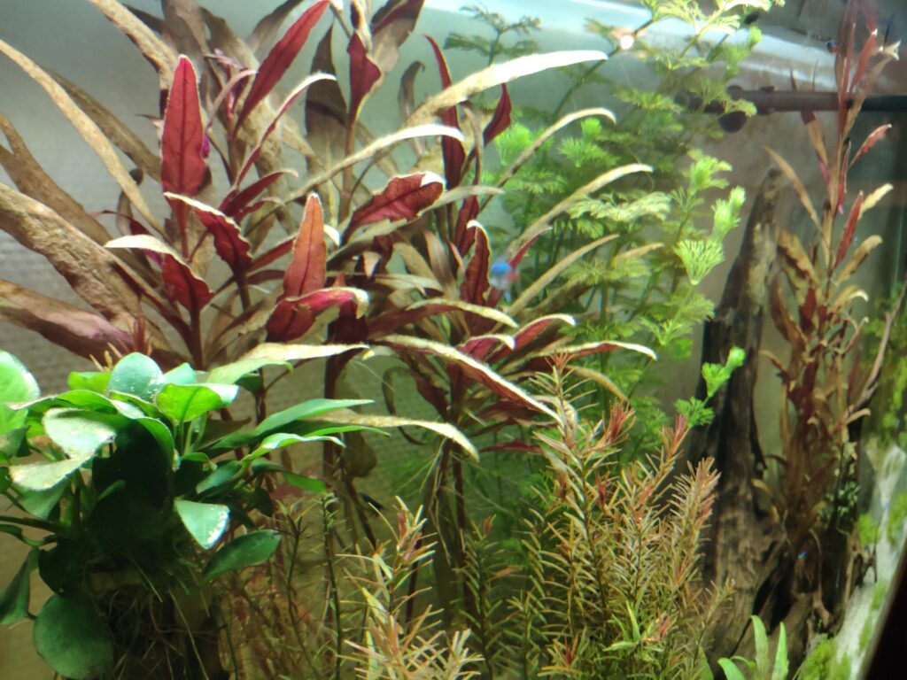 plantes aquarium - neophyto